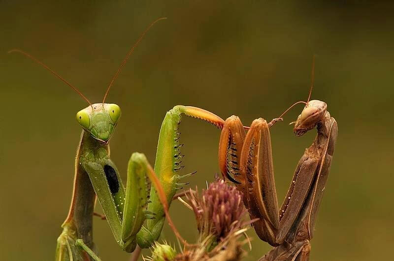 Placeholder Two mantids on top of a flower