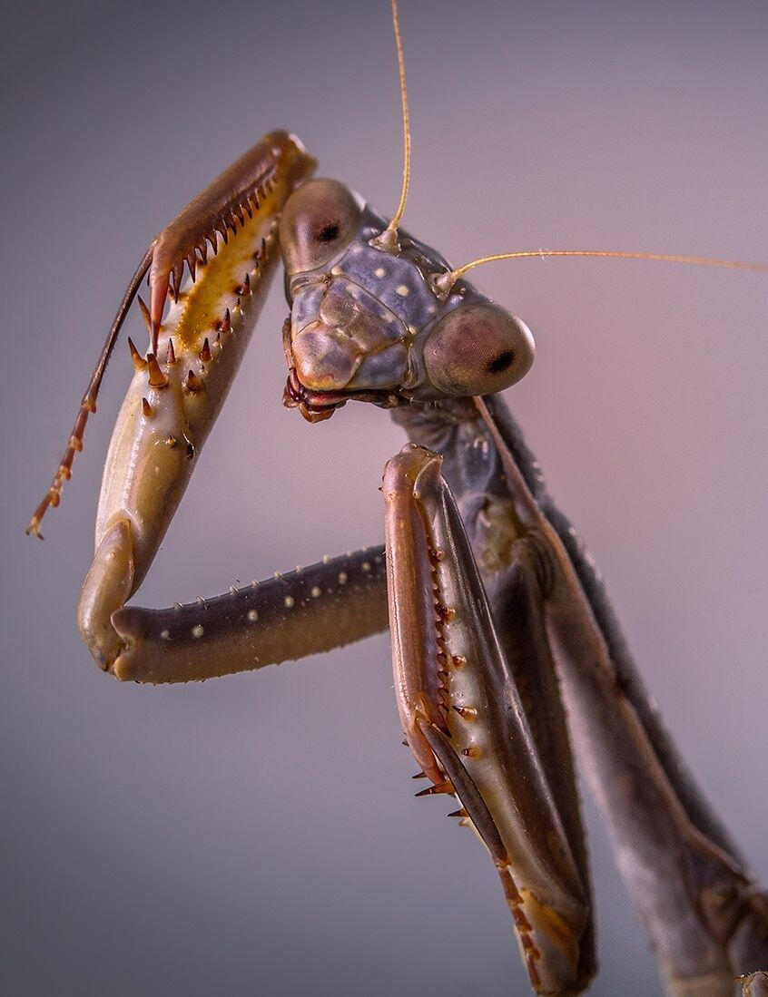banner 1 Mantis holding up forelimbs with head tilting right.